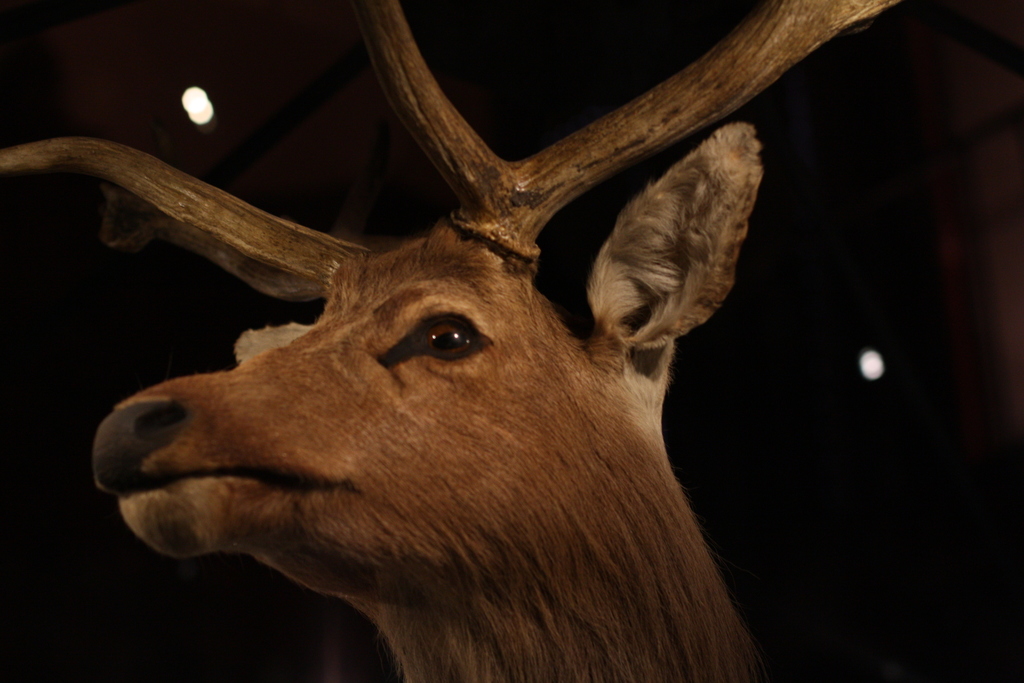 Schomburgk's Deer