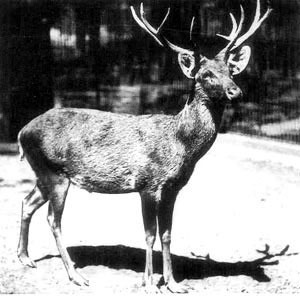 Schomburgk's Deer (Rucervus schomburgki) — Extinct Mammalia