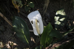 Spathiphyllum