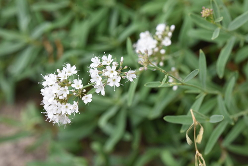 Gypsophila huashanensis