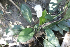 Spathiphyllum