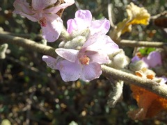 Malacothamnus fremontii