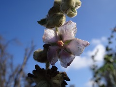 Malacothamnus fremontii