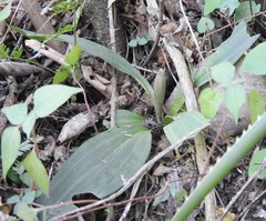 Mesadenus polyanthus