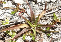 Plantago triandra