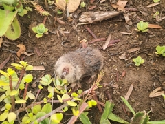Silvery Mole-Rat photo 2