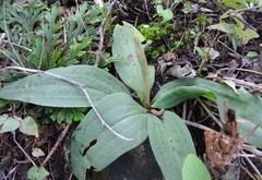 Mesadenus polyanthus