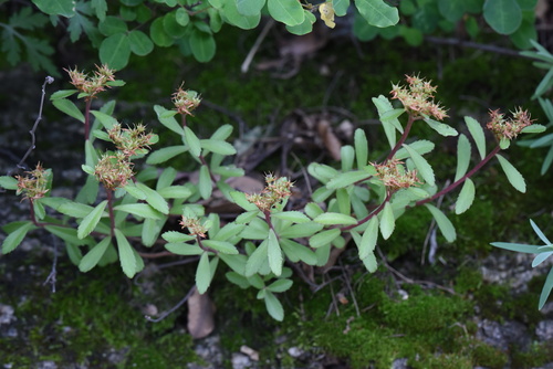 Aizoon Stonecrop