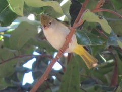 Erpornis zantholeuca