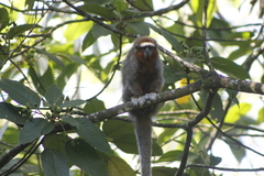 Plecturocebus ornatus