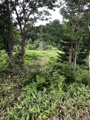 Ursus arctos lasiotus