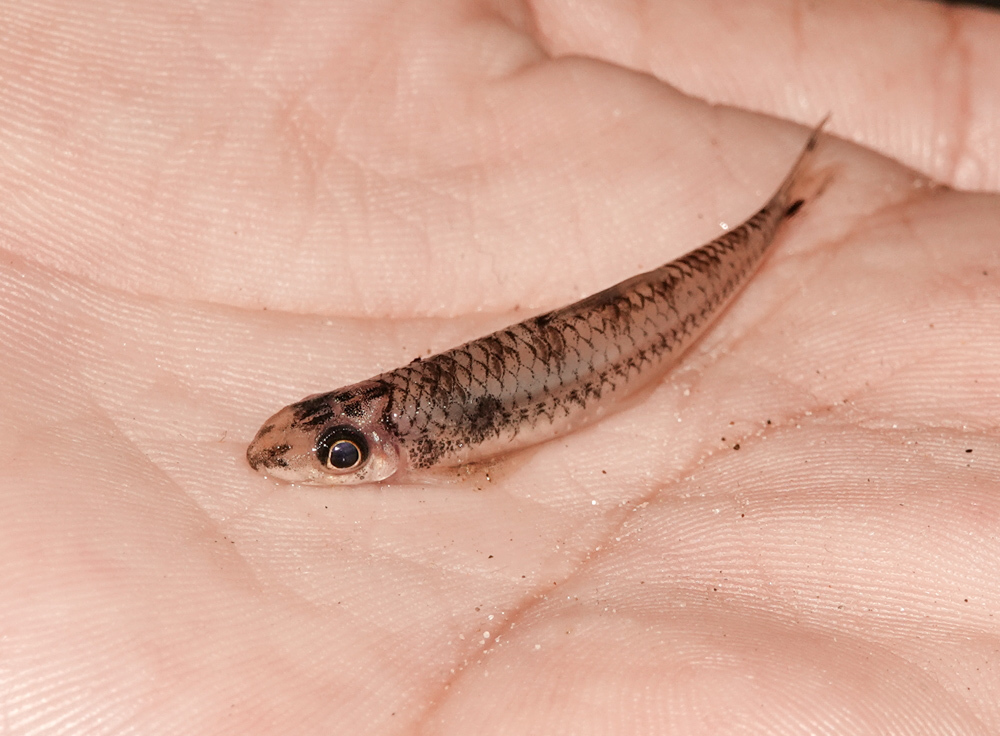 Balitora minnow (Psilorhynchus balitora) — Psilorhynchidae
