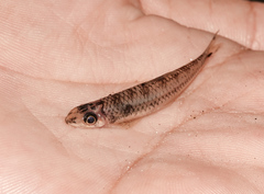 Psilorhynchus balitora