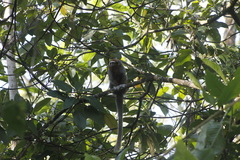 Plecturocebus ornatus