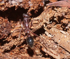 Myrmecia forficata