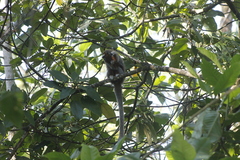 Plecturocebus ornatus