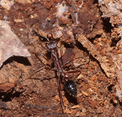 Myrmecia forficata