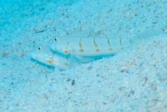 Valenciennea puellaris