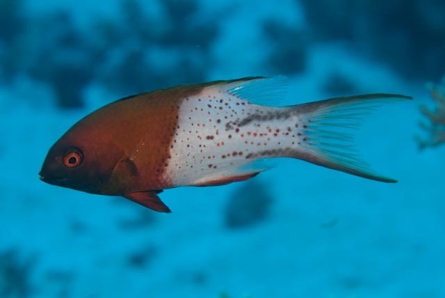 Lyretail Hogfish