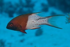 Bodianus anthioides