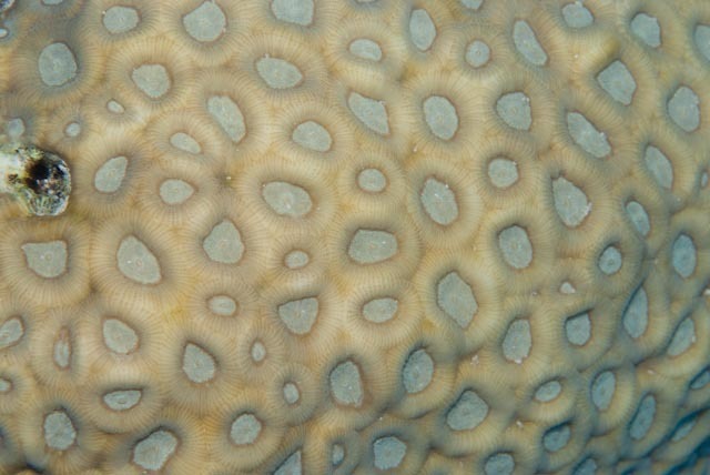 Favites coral (no English common name)