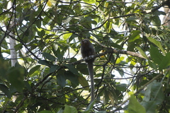 Plecturocebus ornatus