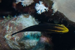 Chlorurus gibbus