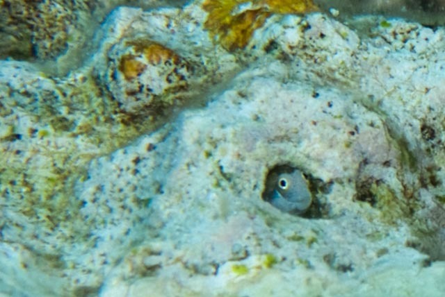 Bluebell Blenny