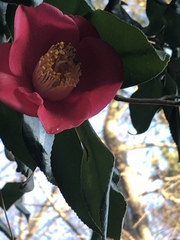 Camellia japonica