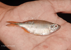 Devario