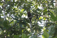 Plecturocebus ornatus