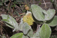 Salix lanata