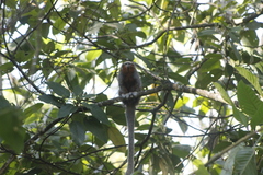 Plecturocebus ornatus