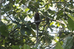 Plecturocebus ornatus