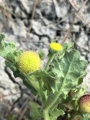 Grangea maderaspatana