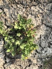 Grangea maderaspatana