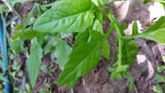 Rorippa divaricata