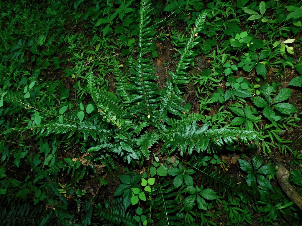 Polystichum acrostichoides, North Carolina, US