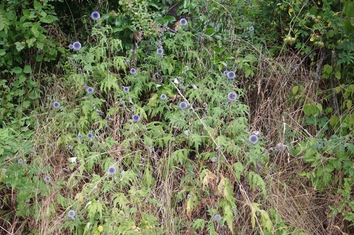 Echinops bannaticus