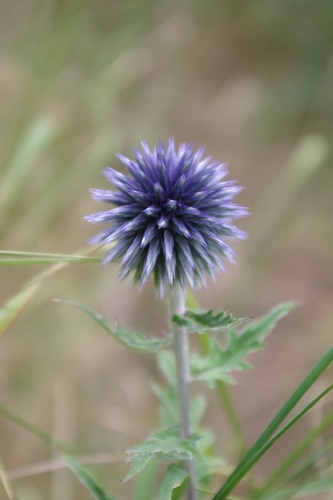 Echinops bannaticus