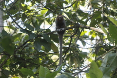 Plecturocebus ornatus