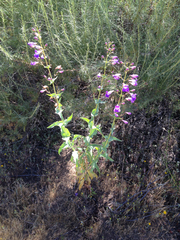 Penstemon spectabilis