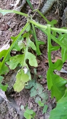 Rorippa divaricata