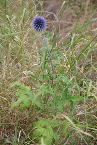 Echinops bannaticus