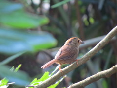 Schoeniparus brunneus