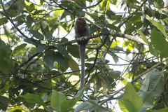 Plecturocebus ornatus