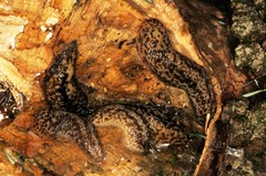 Philomycus flexuolaris