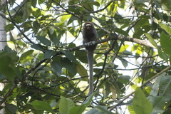 Plecturocebus ornatus