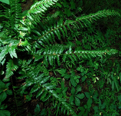 Polystichum acrostichoides