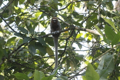 Plecturocebus ornatus